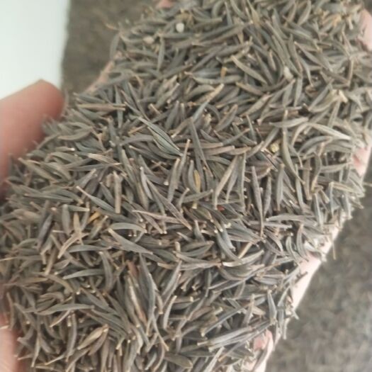 常州波斯菊种子 波斯菊高杆