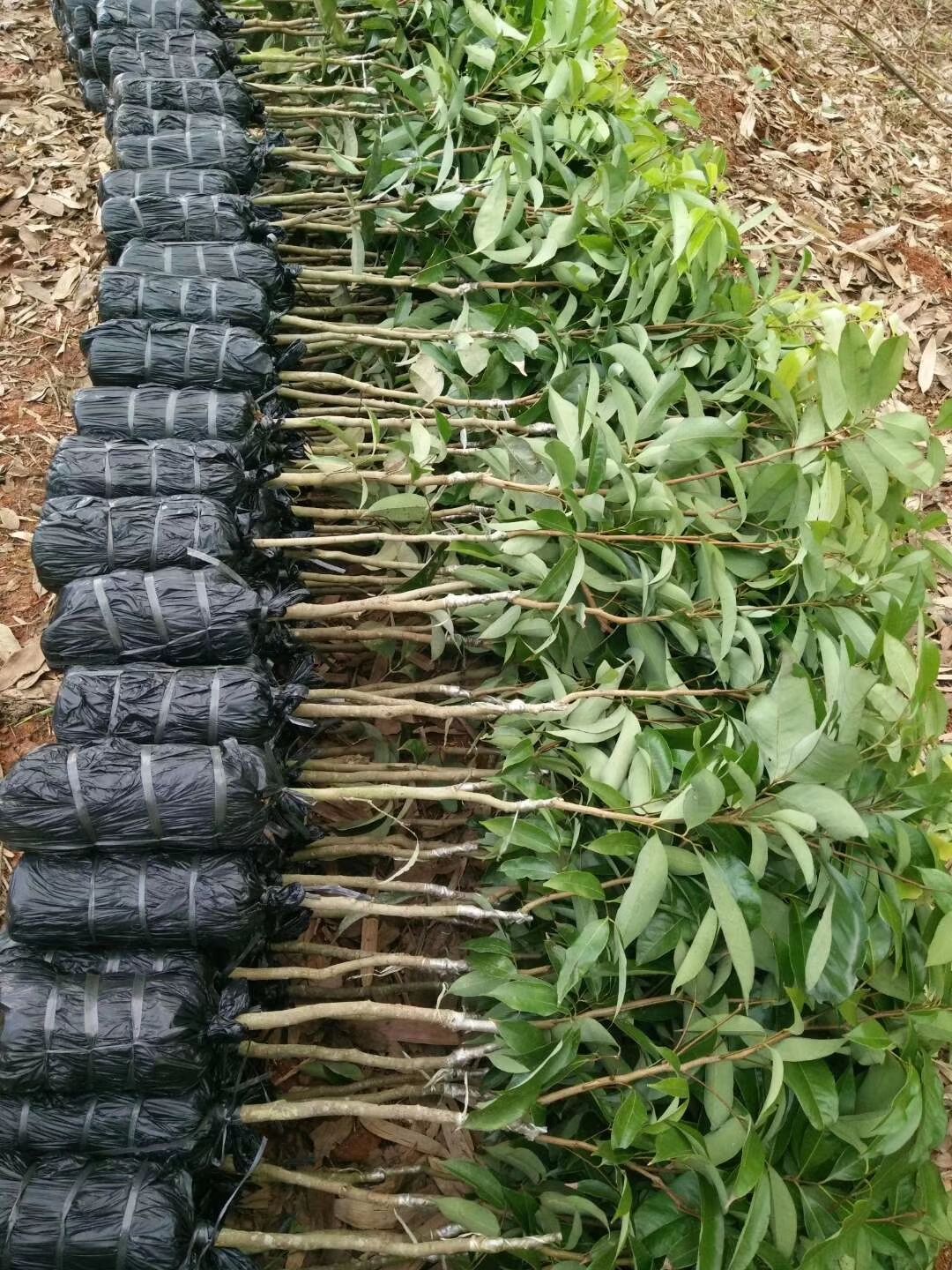 妃子笑荔枝苗  妃子笑荔枝嫁接苗