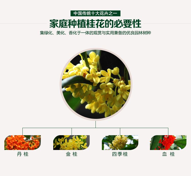 桂花树苗盆栽金桂丹桂四季桂扦插苗庭院绿化植物花卉四季常青