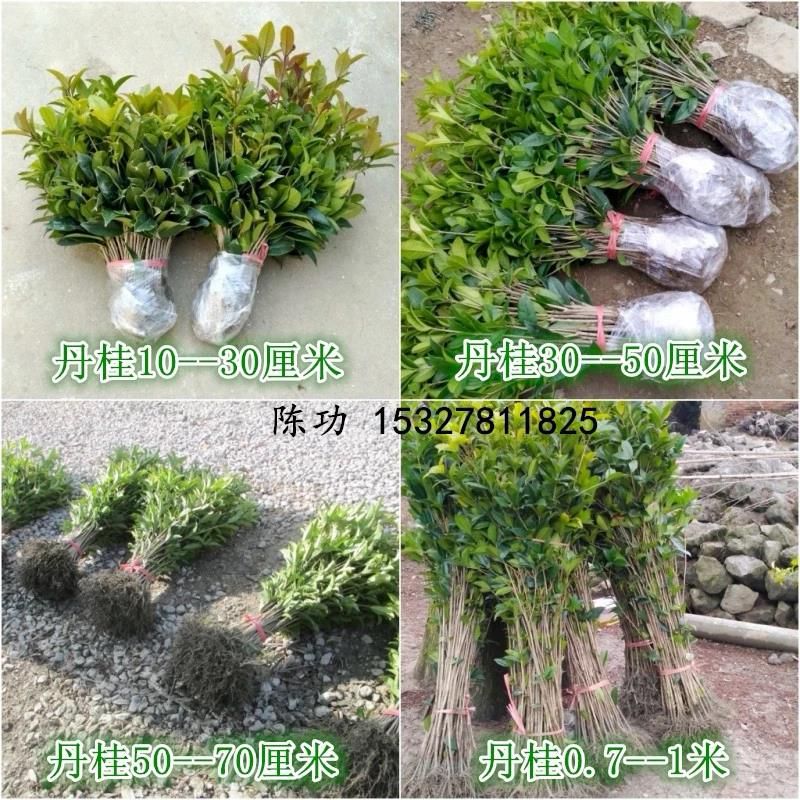 桂花树苗盆栽金桂丹桂四季桂扦插苗庭院绿化植物花卉四季常青