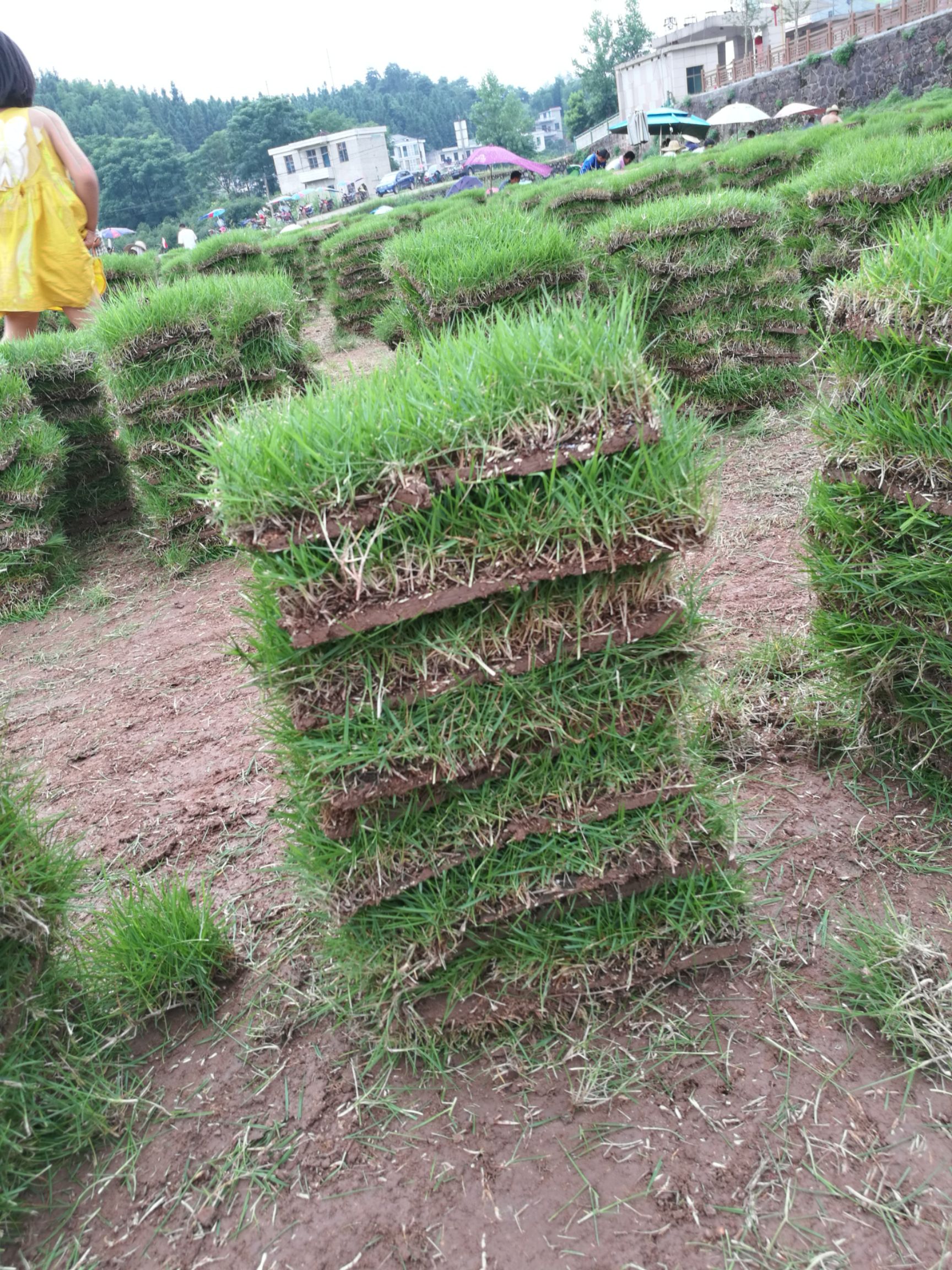 马尼拉草皮  郴州青草皮，自产自销，耐寒耐践踏易管理免修