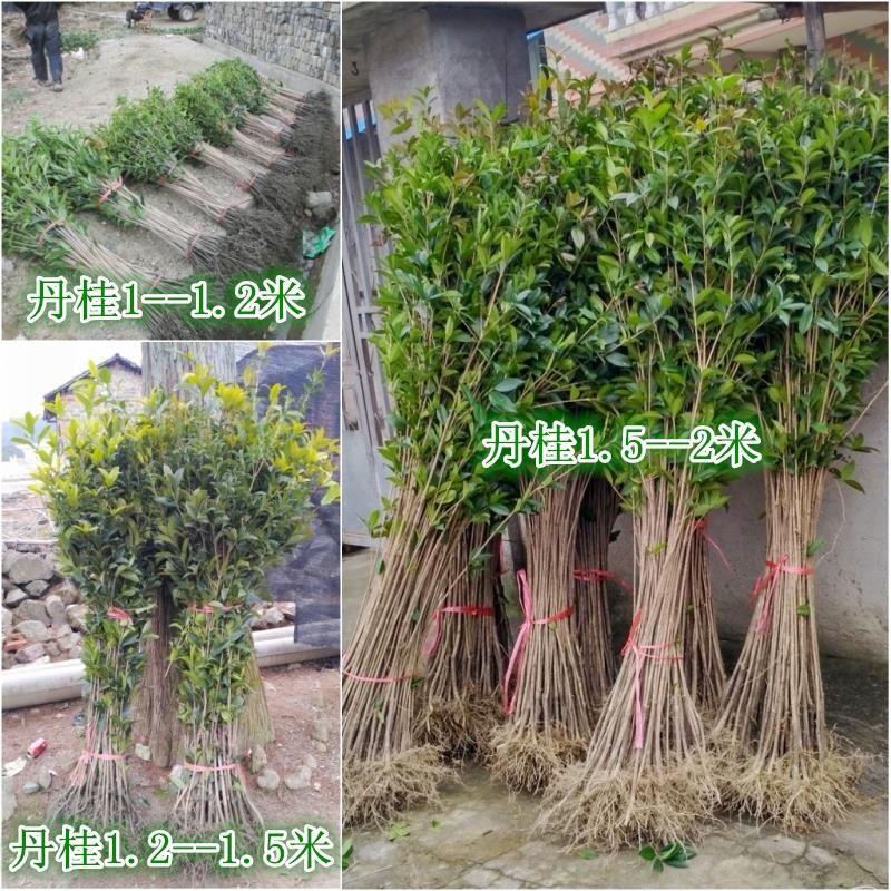 桂花树苗盆栽金桂丹桂四季桂扦插苗庭院绿化植物花卉四季常青