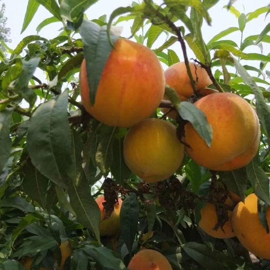 泰安 求收购3-4万黄桃