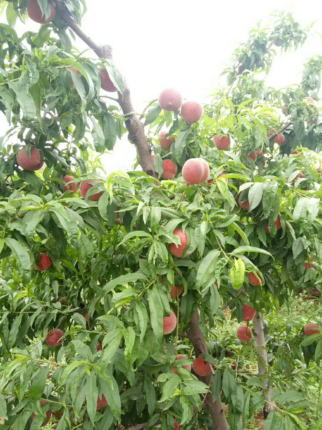 美脆桃 甜桃，都是自己家种的桃子，无公害水果，不打催熟剂，都是自然成