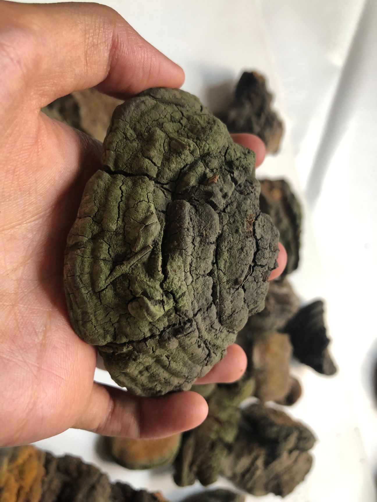  桑黄，暴马子桑黄，马蹄黄桑黄