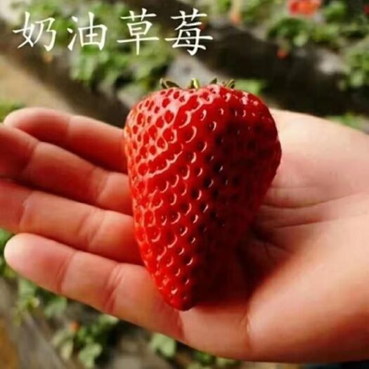 泰安 草莓苗品种介绍，哪里有草莓苗卖，优质草莓苗基地，产地货源