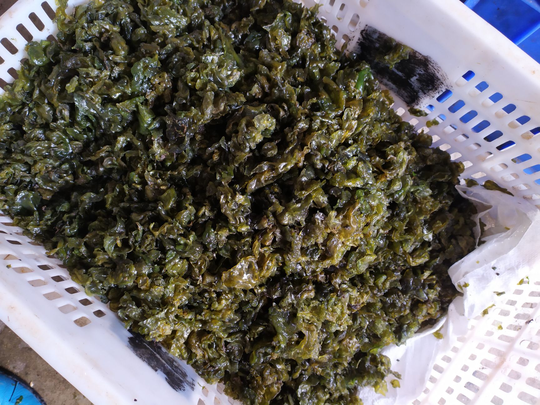 大量供应天然农户捡的地皮菜，无沙干净。