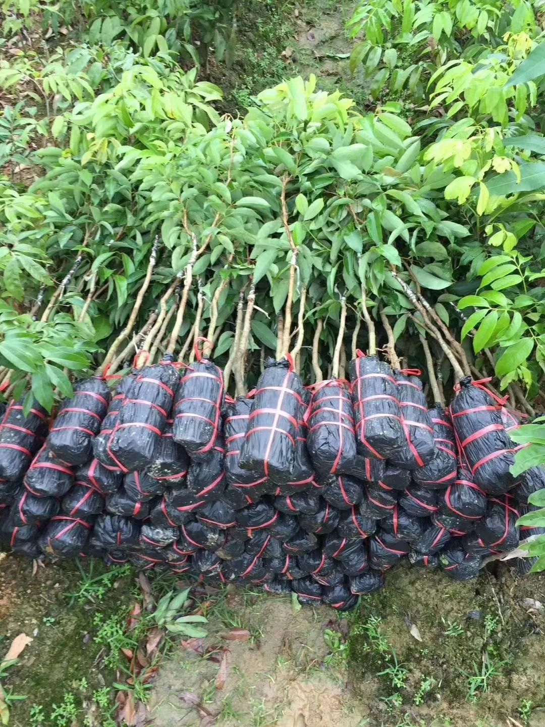 妃子笑荔枝苗  妃子笑荔枝嫁接苗