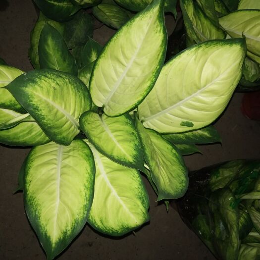 成都花叶万年青 品相美丽的玛丽安
