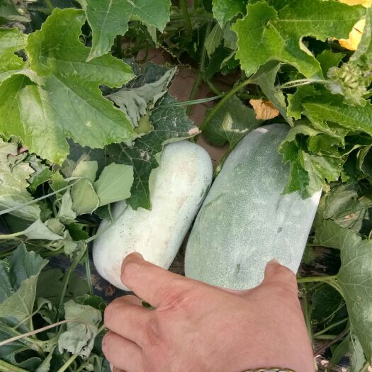 中牟县 精品标准冬瓜，量大，随时采摘200亩，每次可以摘100吨