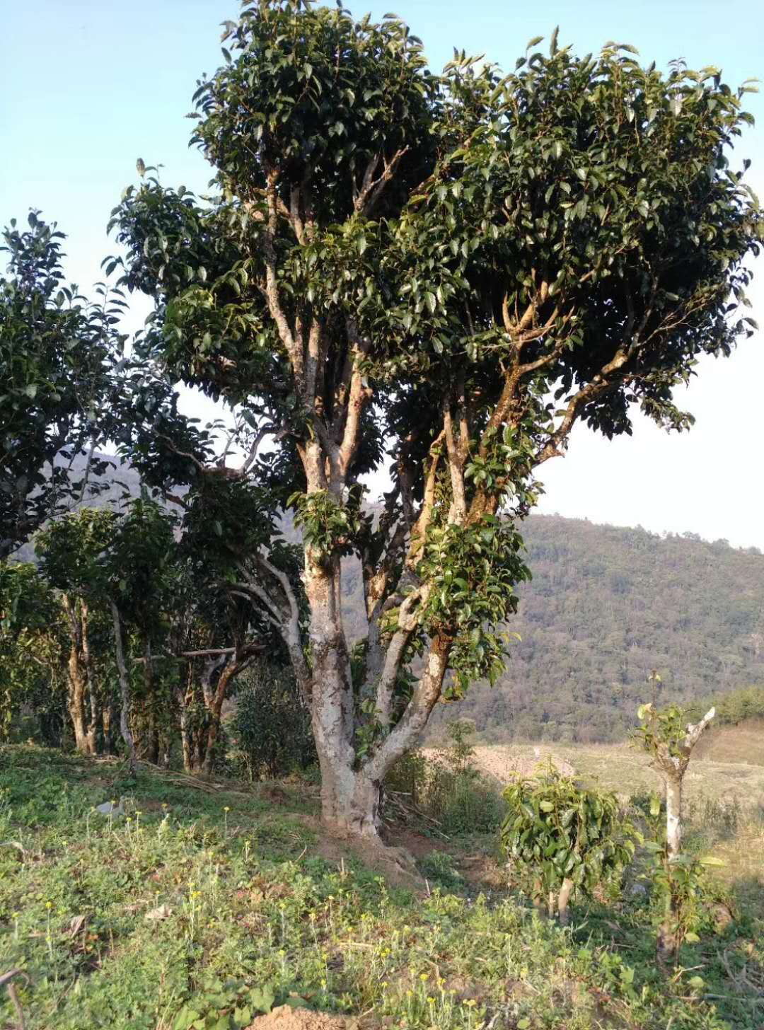大叶古树普洱茶 水韵 滋味鲜甜爽口，应当喻为素颜的美人胚；渐渐长成的白茶，
