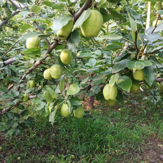 阳信县阳信早酥梨