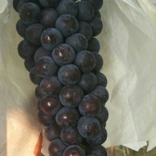 汤阴县夏黑葡萄 1-1.5斤 5%以下 1次果 