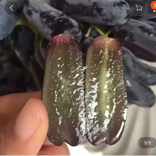 平邑县蓝宝石葡萄苗  甜蜜蓝宝石，带营养杯发货，当年挂果，也有罗根大苗盆栽地栽阳台