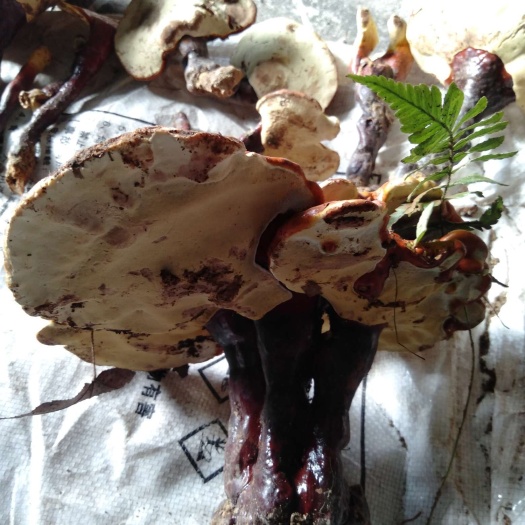 鄂州 天然赤灵芝