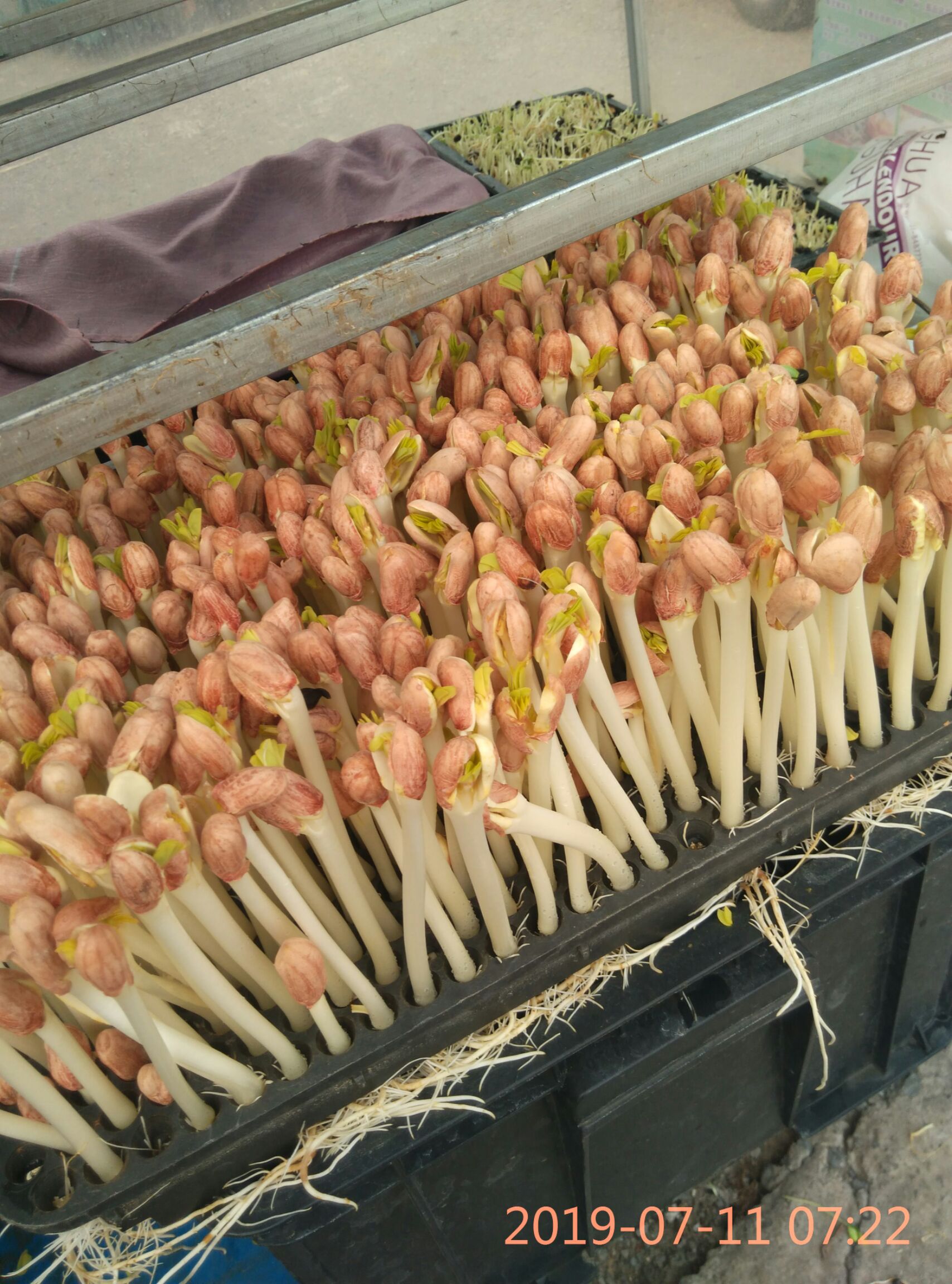 花生芽 人工种植 5-10cm