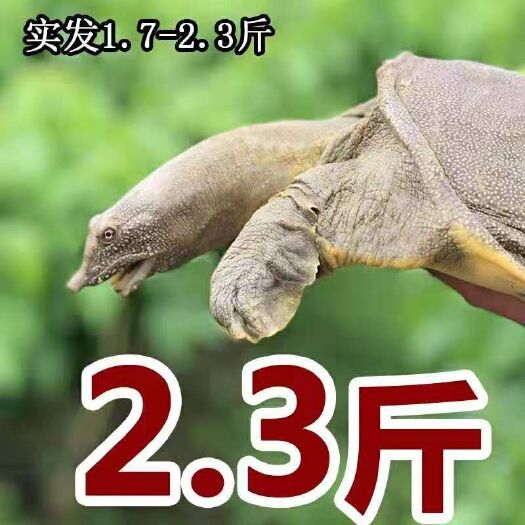 海盐县1.7-2.3斤甲鱼50元包邮