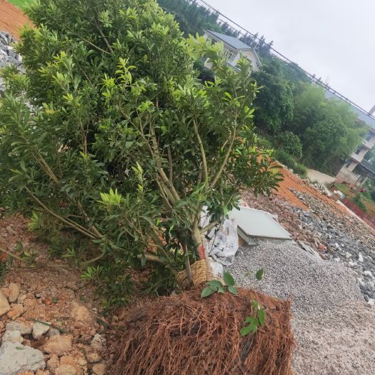 靖州县杨梅树 台梅，乌梅，东魁，断根苗，地苗，都是一手货源。