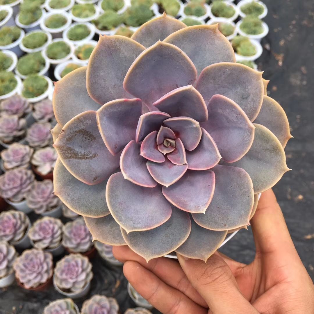  紫珍珠