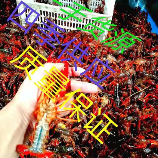 潜江市 常年供应小龙虾，价格随行就市