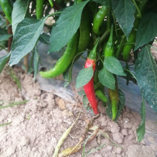 临漳县线椒剁椒 鲜辣椒大量上市，欢迎老板预定！