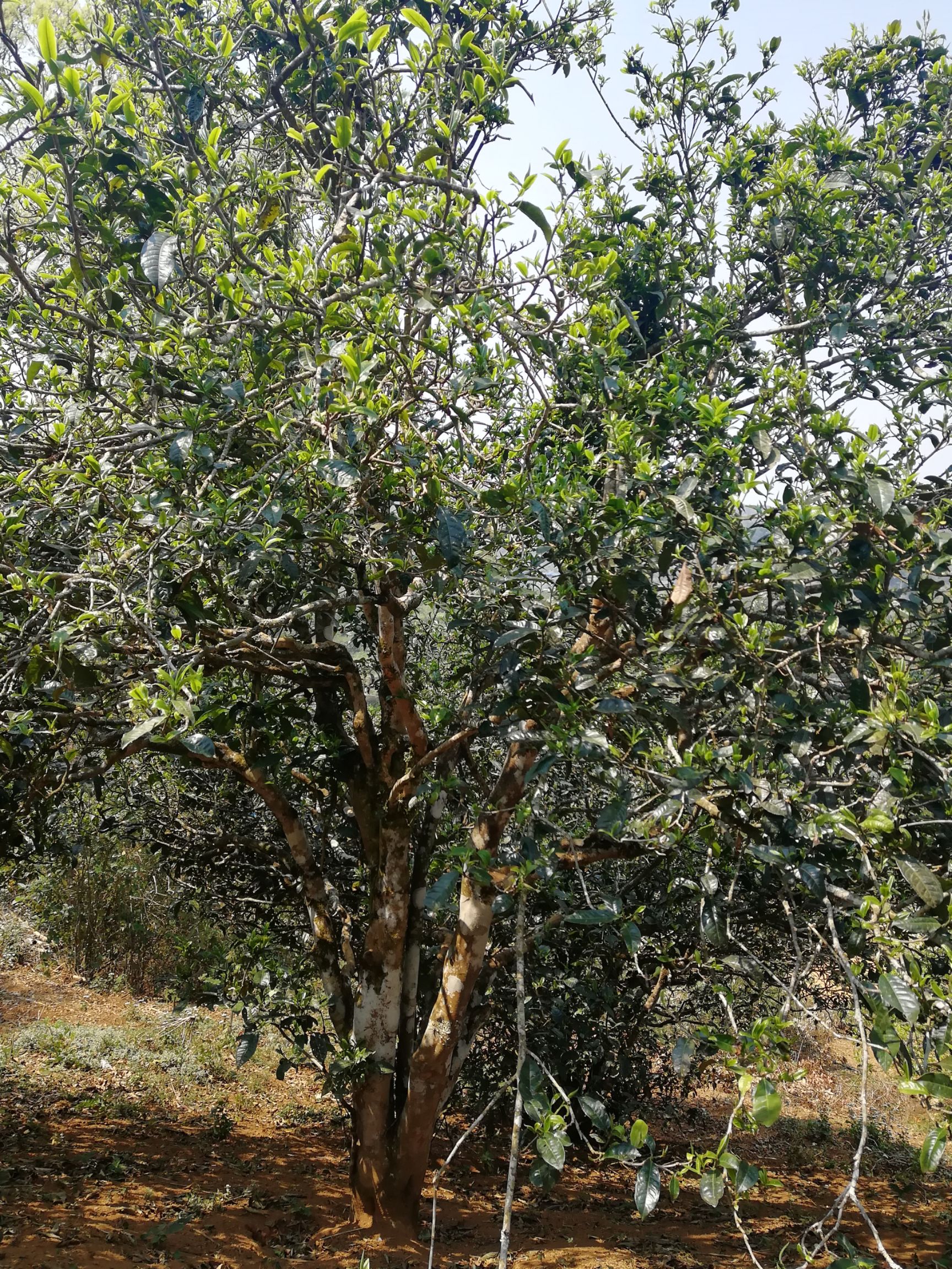 大叶古树普洱茶 水韵 滋味鲜甜爽口，应当喻为素颜的美人胚；渐渐长成的白茶，