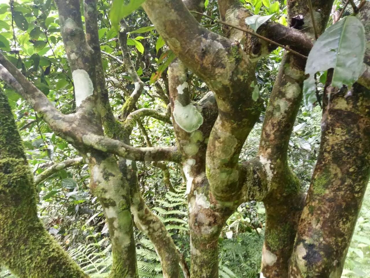 大叶古树普洱茶 水韵 滋味鲜甜爽口，应当喻为素颜的美人胚；渐渐长成的白茶，