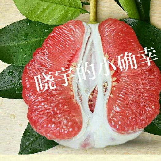 平和县 高温天气，工人们在给柚子穿“防晒衣”，防🐛 ，防止农药残