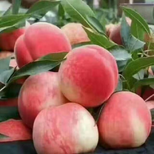 蒙阴县蒙阴蜜桃 甜度高，口感好，脆爽可口
