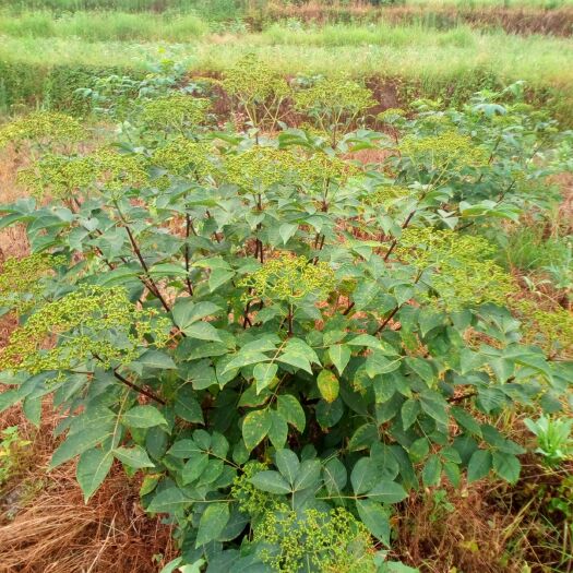 全南县 江西中花吴茱萸