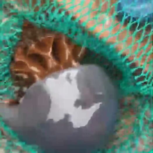 荣成市渤海海蜇 优质渤海湾高丽蛰，出皮率高