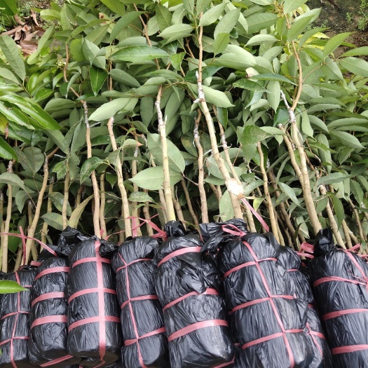 灵山县妃子笑荔枝苗  妃子笑荔枝嫁接苗