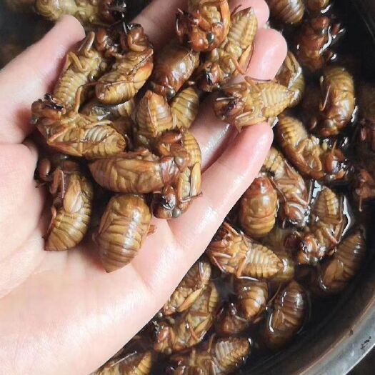 灵宝市金蝉