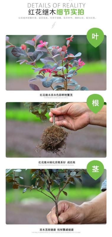 黑珍珠红继木  苗圃批发红花继木小苗树苗 庭院四季常青绿化苗木 绿篱花卉植