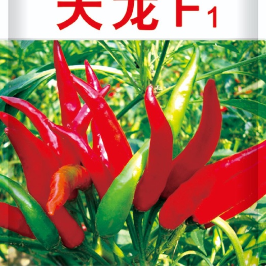 曹县簇生极辣朝天椒种子