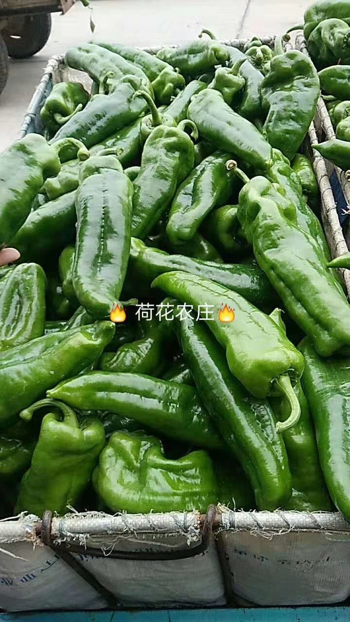 芜湖 精品薄皮牛角椒