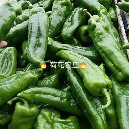 芜湖 精品薄皮牛角椒