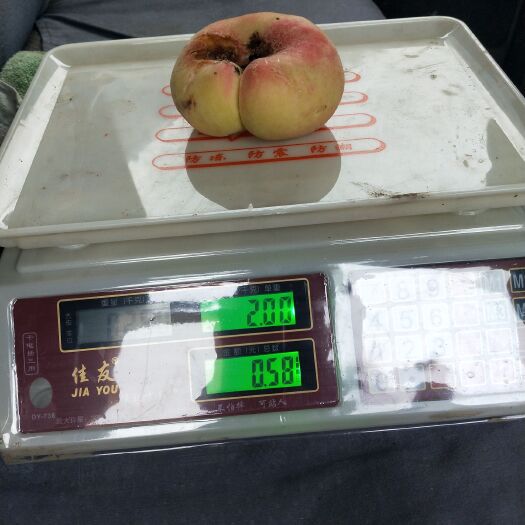 上海 亲！蟠桃马上上市需要的可以预定！