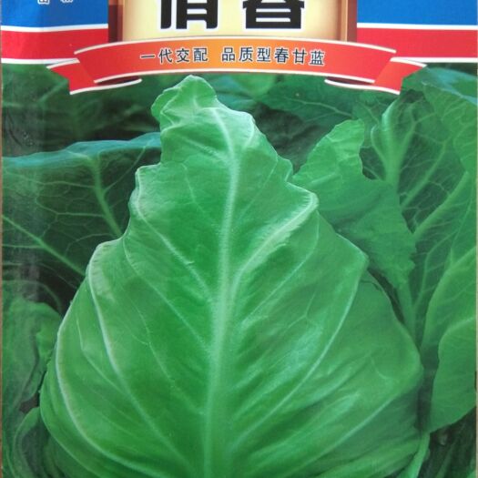 牛心甘蓝种子 8克春丰F1早熟牛心甘蓝品种