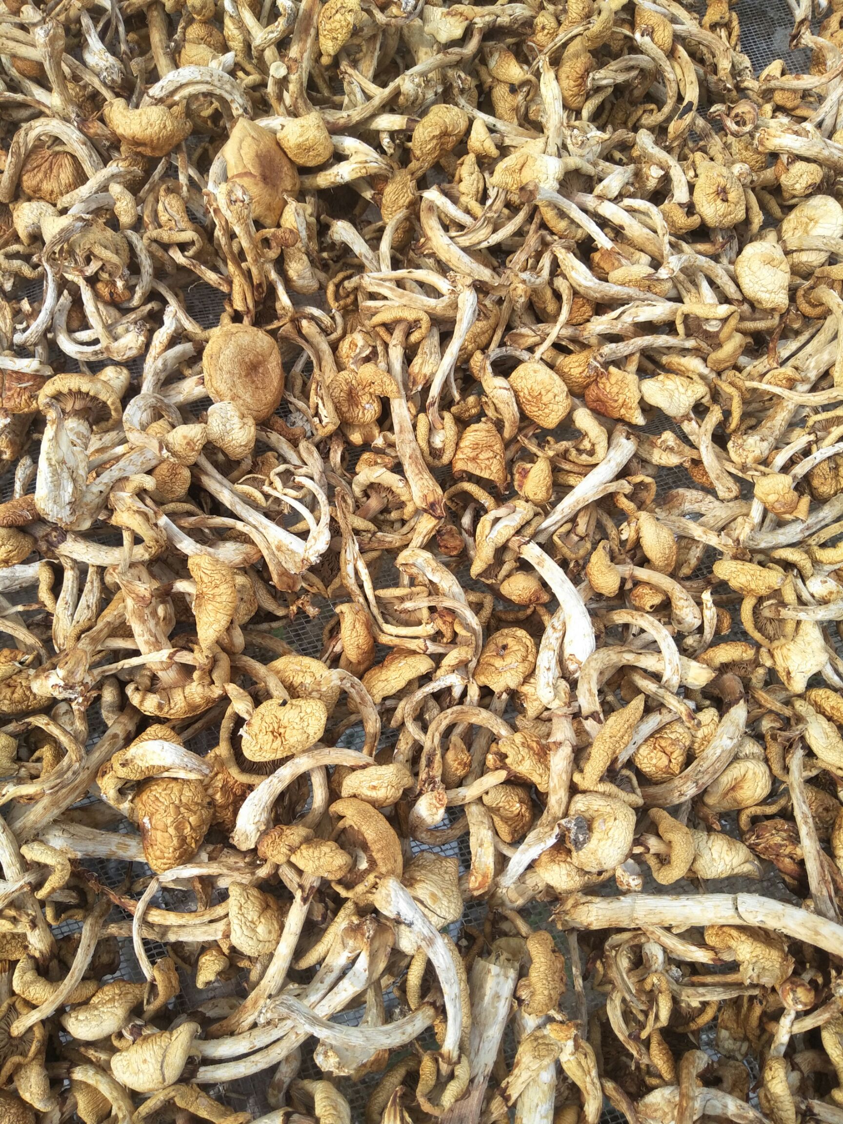 鄂伦春自治旗滑子菇菌种 大量供应滑子菇