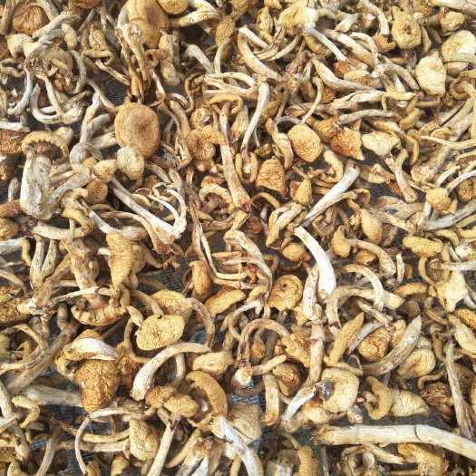 鄂伦春旗滑子菇菌种 大量供应滑子菇