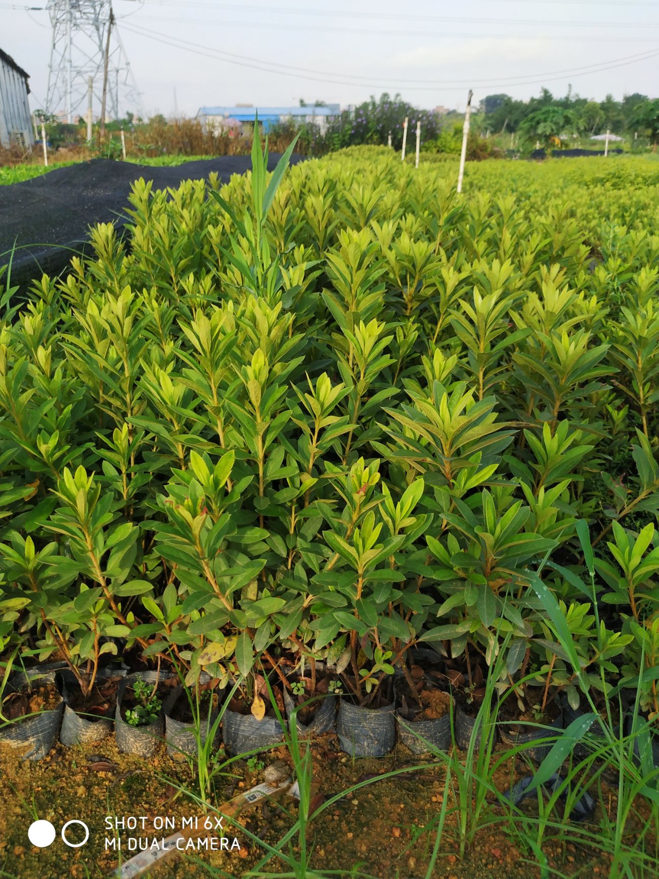 毛杜鹃 0.5米以下