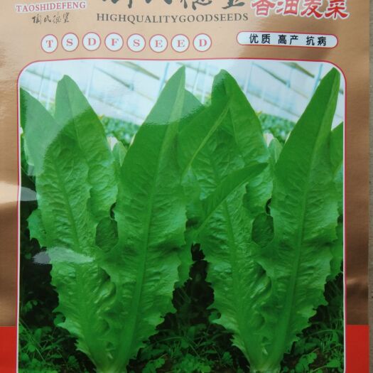 常德 10克大颗无斑油麦菜种子