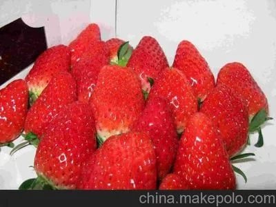 平邑县 大量种植四季草莓苗 红颜草莓苗 章姬草莓苗 品种齐全草莓苗