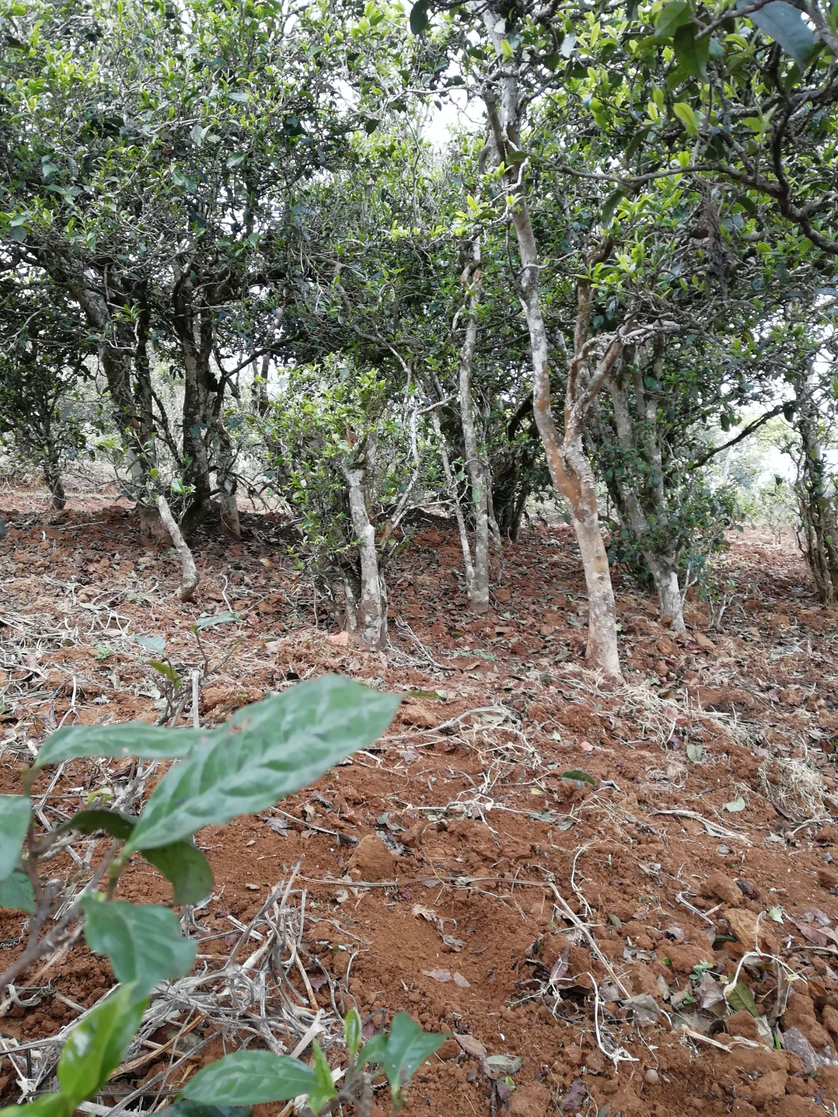 大叶古树普洱茶 水韵 滋味鲜甜爽口，应当喻为素颜的美人胚；渐渐长成的白茶，