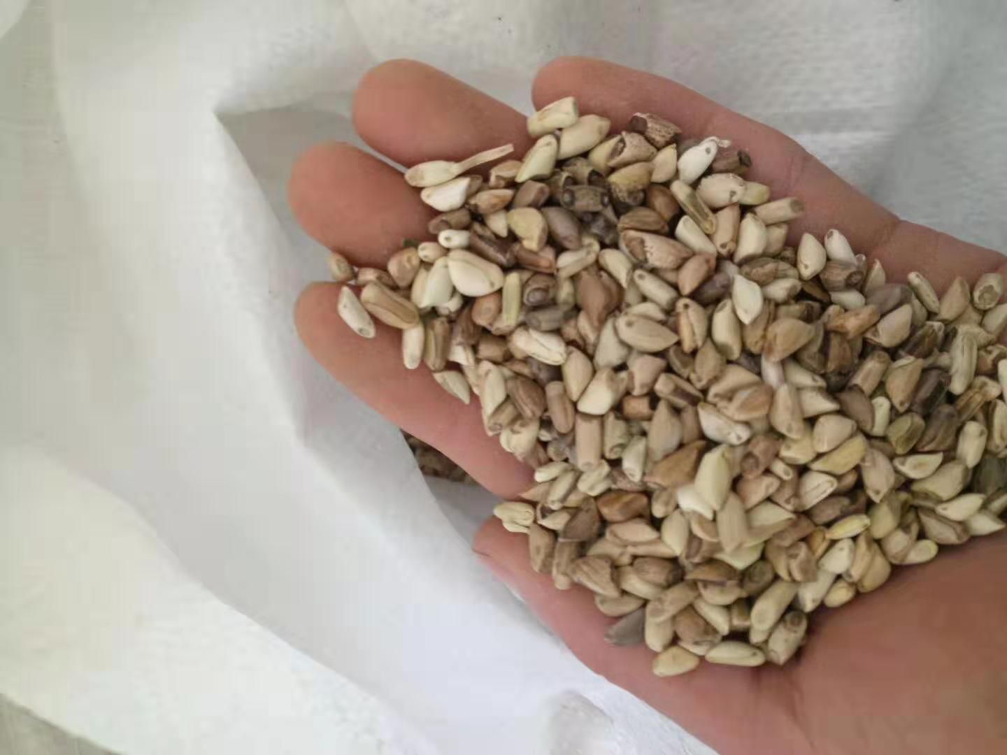  墨西哥玉米草种子批发零售