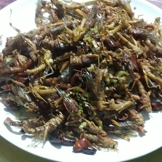 濮阳县 蝗虫