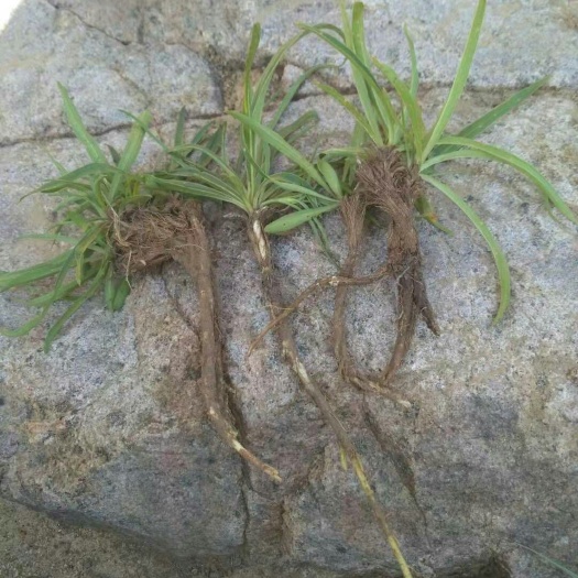 天镇县 大家好我是山西大同有秦艽那个老板需要联系我