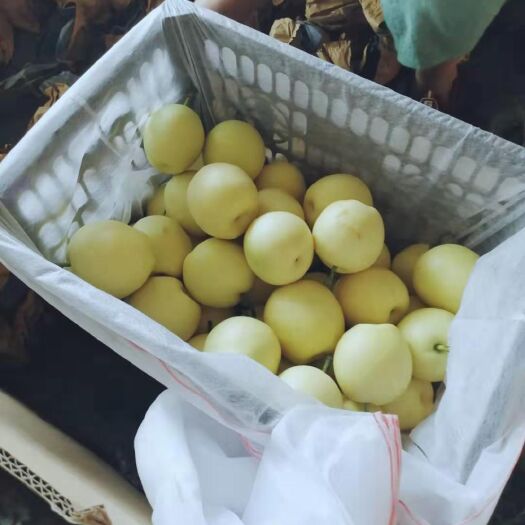 赵县 赵县原装袋皇冠梨收购中