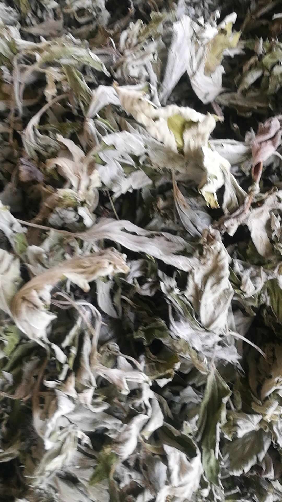  19年纯艾叶大货供应